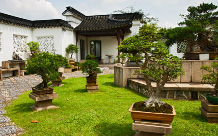 Bonsaibäume auf Steinpodesten im japanischen Garten