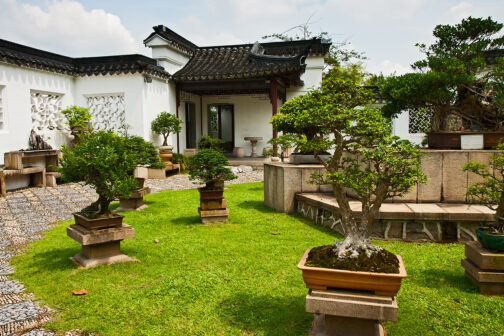 Bonsaibaum kaufen  schneiden & pflegen – Ratgeber zur richtigen Bonsai-Pflege