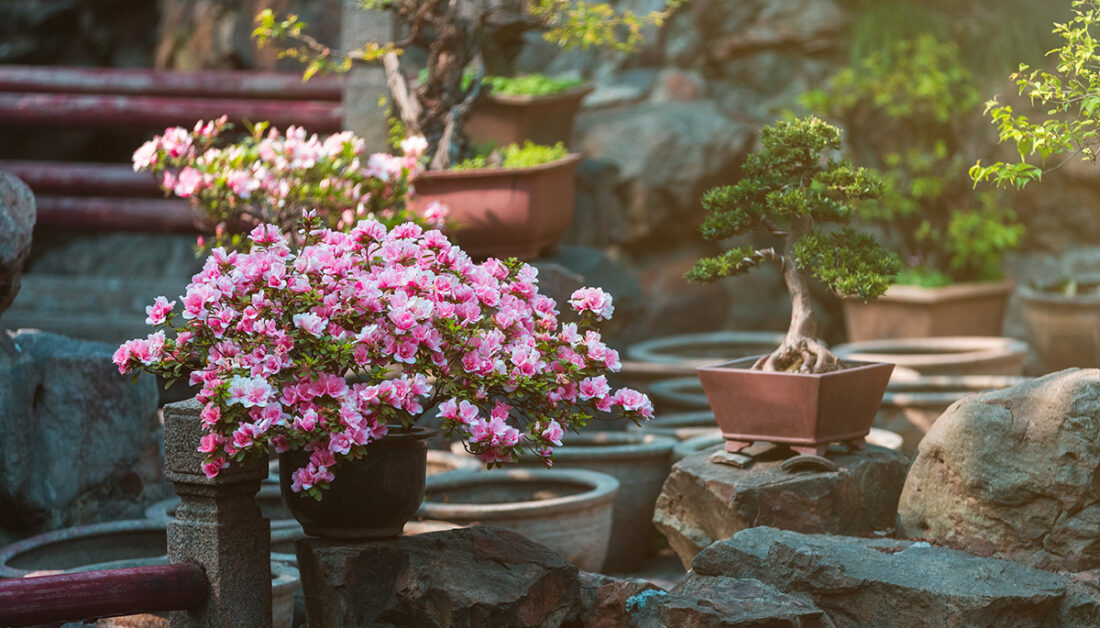 Beispiel für einen Bonsai-Steingarten mit Bonsaibäumen in Schalen und Töpfen