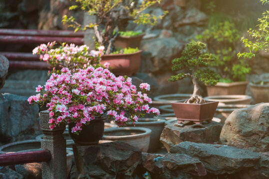 Beispiel für einen Bonsai-Steingarten mit Bonsaibäumen in Schalen und Töpfen