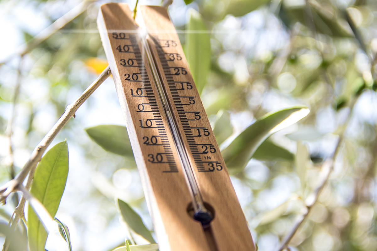 Bonsai Temperatur Thermometer