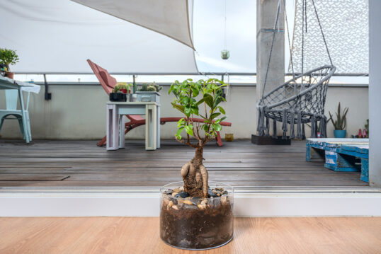Bonsai in Glasschale auf der Terrasse – Gemütliche Sonnenliege & Hängesessel