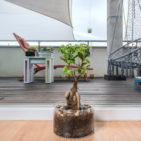 Bonsai in Glasschale auf der Terrasse - Gemütliche Sonnenliege & Hängesessel