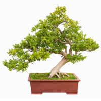Bonsai-Baum günstig online kaufen