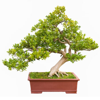 Bonsai-Baum online kaufen