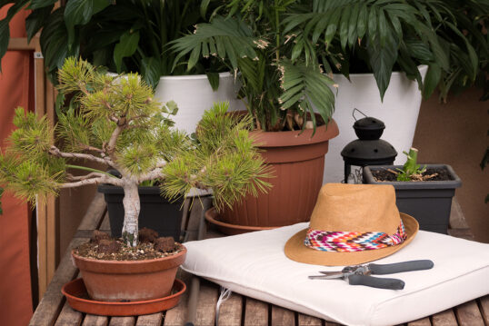 Bonsaibaum und Palme im Pflanzgefäß auf dem Balkon oder der Terrasse