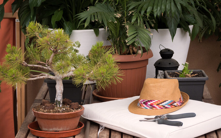 Bonsaibaum und Palme im Pflanzgefäß auf dem Balkon oder der Terrasse