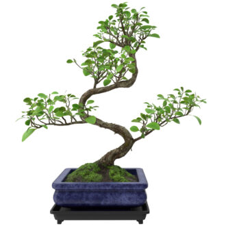 Bonsai-Baum