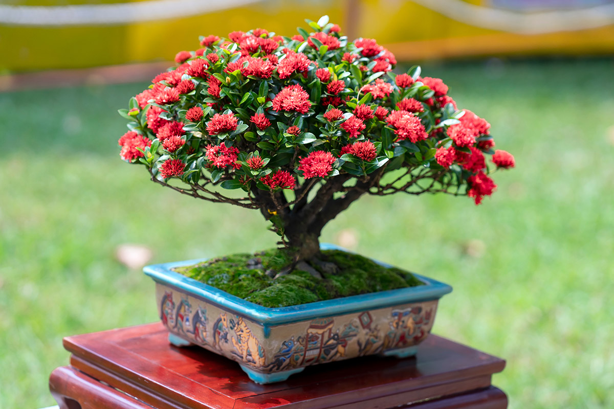 Der Flammenbaum Bonsai kann tolle Blüten bilden bei richtiger Pflege & Standort.