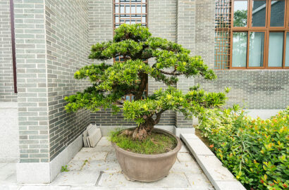 Bonsaibaum kaufen  schneiden & pflegen – Ratgeber zur richtigen Bonsai-Pflege