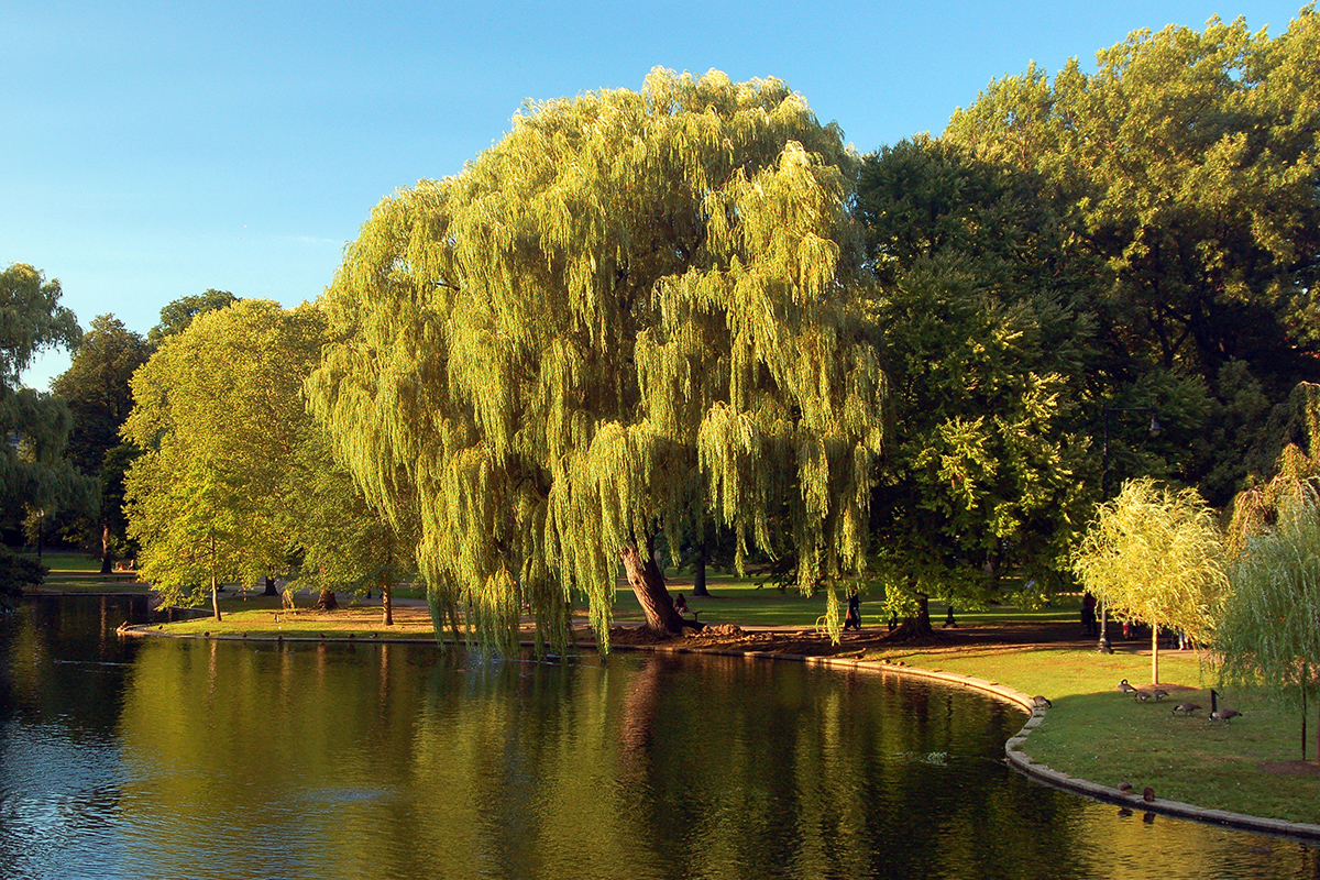 Eine Trauerweide kann bis zu 20 Meter hoch werden und ist ideal für große Gärten und Parks.