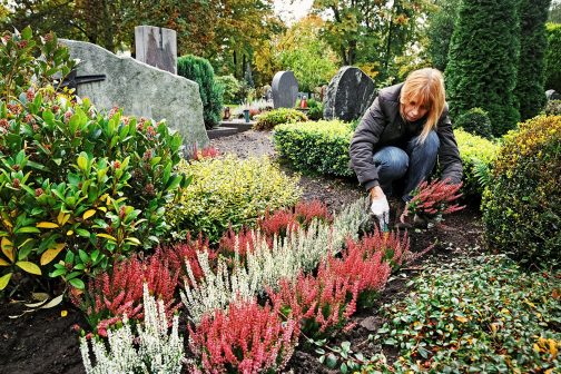 Friedhofsblumen & Friedhofspflanzen zur Grabgestaltung