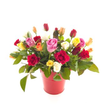 Blumenpflanzen online kaufen