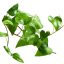 Efeu: Eine pflegeleichte und ganzjährige Grabpflanze ist Efeu. Die Kletterpflanze lässt sich wunderbar auf der Grabstelle pflanzen und bietet einen immergrünen Look.