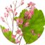 Purpurglöckchen: Das Purpurglöckchen ist eine wunderbar winterharte und wintergrüne Pflanze mit kleinen rosa Blüten. Die Blütezeit ist zwischen April und September.
