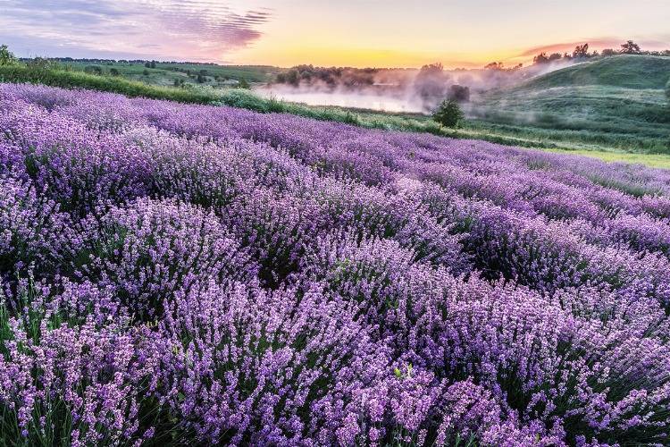 blühender Lavendel im Morgendunst in Frankreich Provence