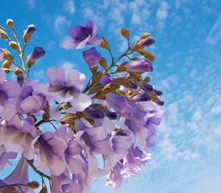 Blüte des Blauglockenbaumes Paulownia Kiribaum