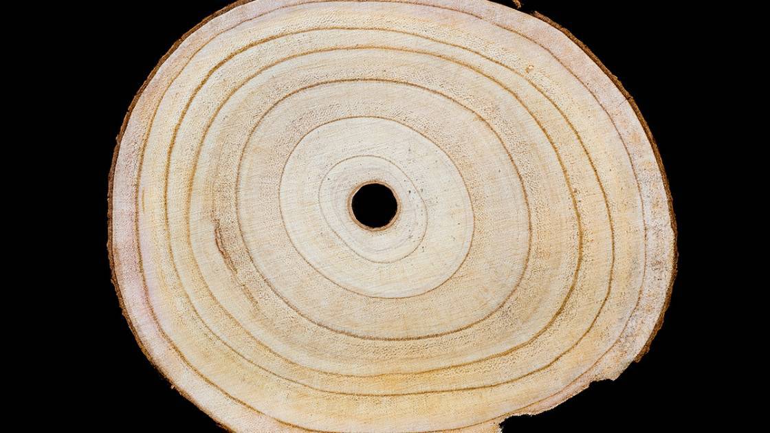 Holz des Blauglockenbaum ausgezeichnete Qualität Möbelbau