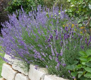 Lavendelanbau in der Kräuterspirale Heilkraut Naturmedizin