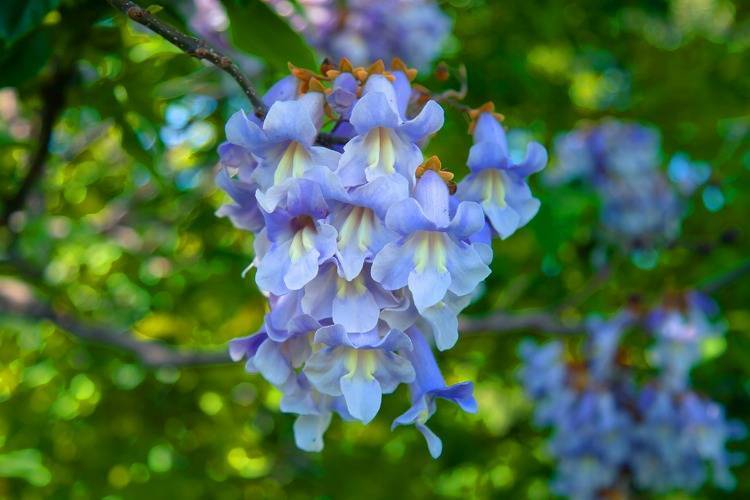 voll aufgeblühter Blütenstand eines Blauglockenbaumes