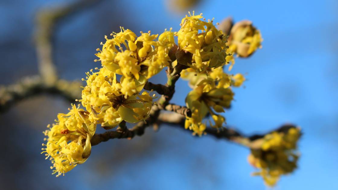 Blüte einer Kornelkirsche im zeitigen Frühjahr Nahrungsquelle Bienen