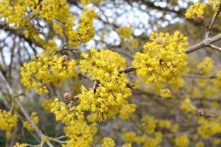 heimischer Großstrauch Kornelle Cornus mas wichtige Bienenweide im Frühjahr