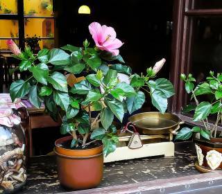 Rosen-Hibiskus als Zimmerpflanze auf der Fensterbank