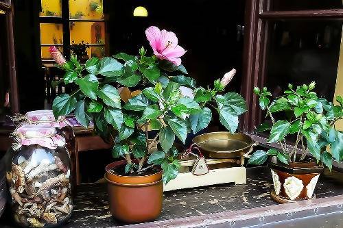 Rosen-Hibiskus als Zimmerpflanze auf der Fensterbank