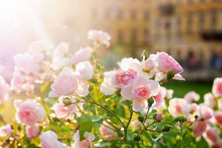 historische Rosensorte zartrosa Blüten
