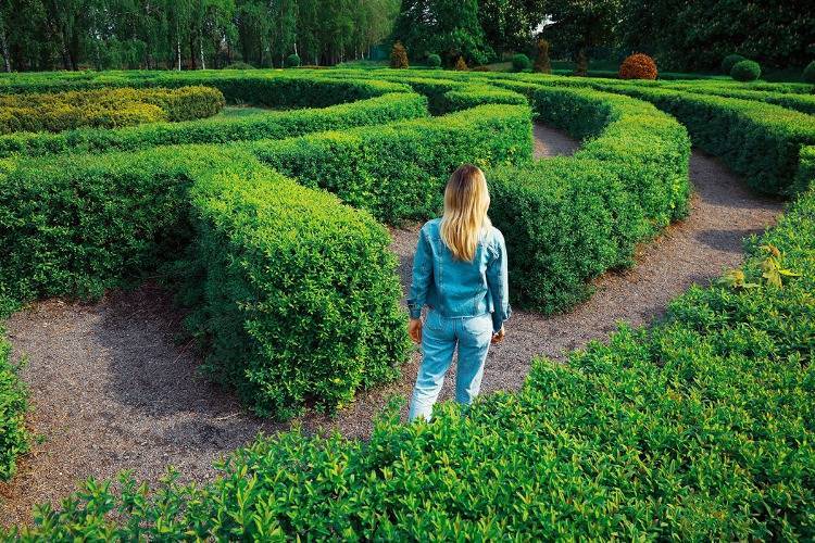 schnittverträgliche und robuste Ligusterhecke zur Gestaltung im Garten grünes Labyrinth