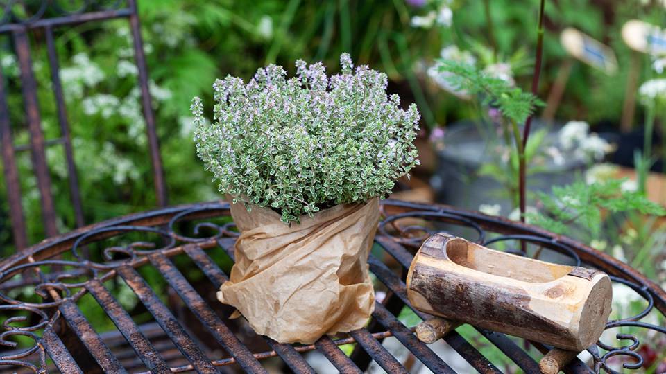 Tymianpflanze im Kräutertopf schmückt einen Gartentisch aus Eisen