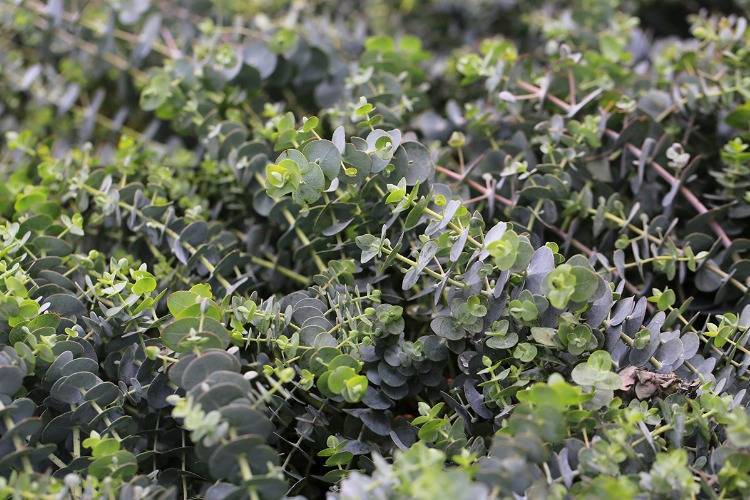 Eukalyptus gunnii als winterharter Strauch in Europa im Garten pflanzen