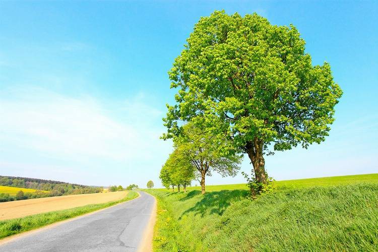 Linden Baum als robuster Laubbaum an Straßen gepflanzt