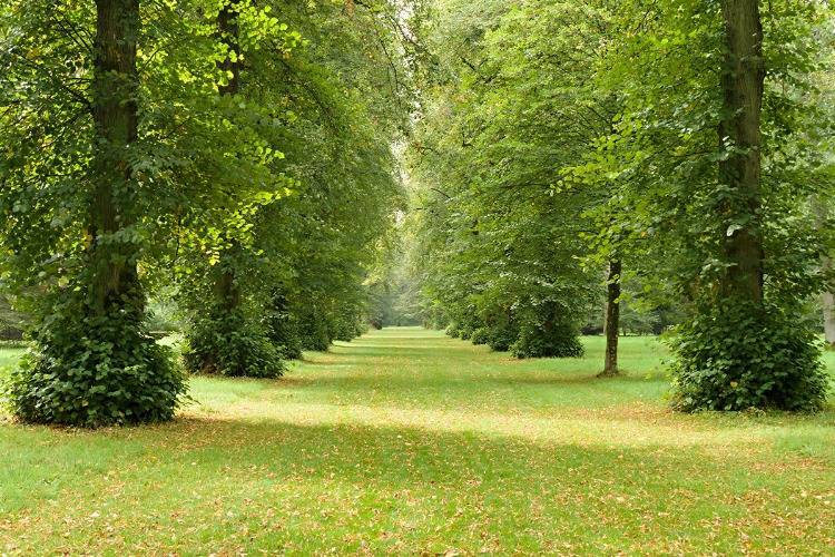 Lindenallee in einem Park mit grünem Laub Sommerlinden