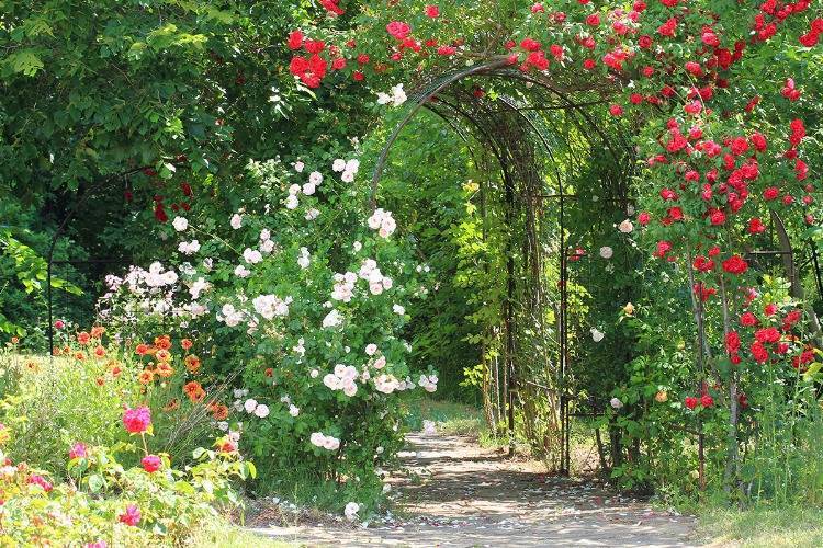 Rosenbogen im Hausgarten als Durchgang zu einem Gartenzimmer