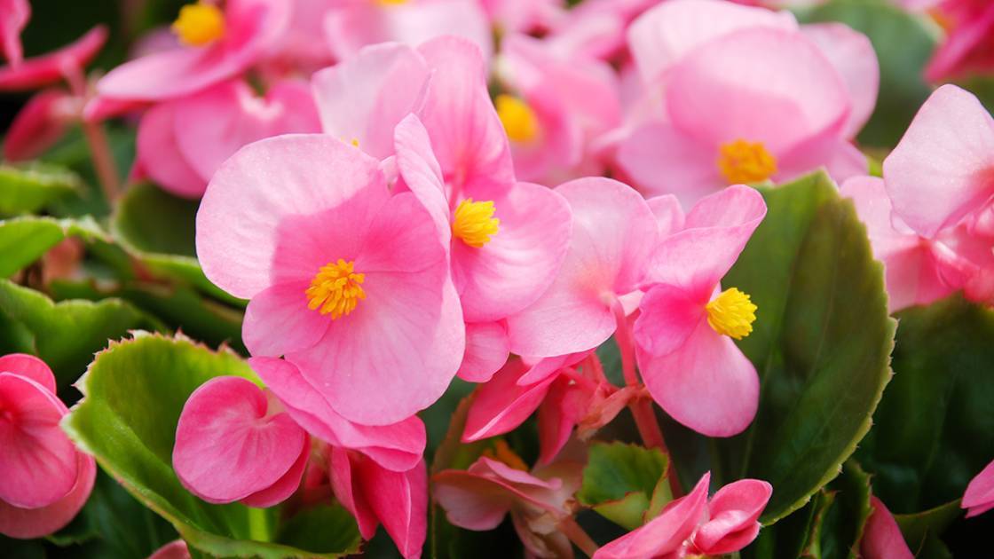 Sommerblumen Begonien Blüte in rosa