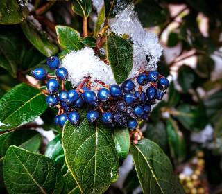 blaue Früchte des Schneeballs Viburnum Tinus für Herbststräuße