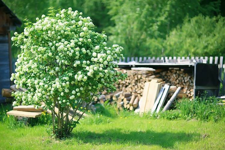 Schneeball Busch mit weißen Blütenkugeln im Bauerngarten vor einem Holzstapel