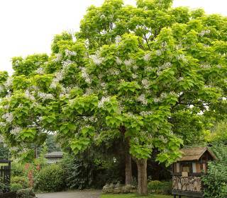 Großer alter Trompetenbaum mit Blüte als Blickfang am Gartentor mit Insektenhotel