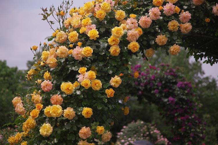 kräftige Ramblerrose in aprikot gelben Blüten an einem Rosenbogen