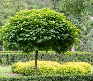 Kugel Trompetenbaum als Solitärbaum im Garten schnellwachsend  mit Unterpflanzung