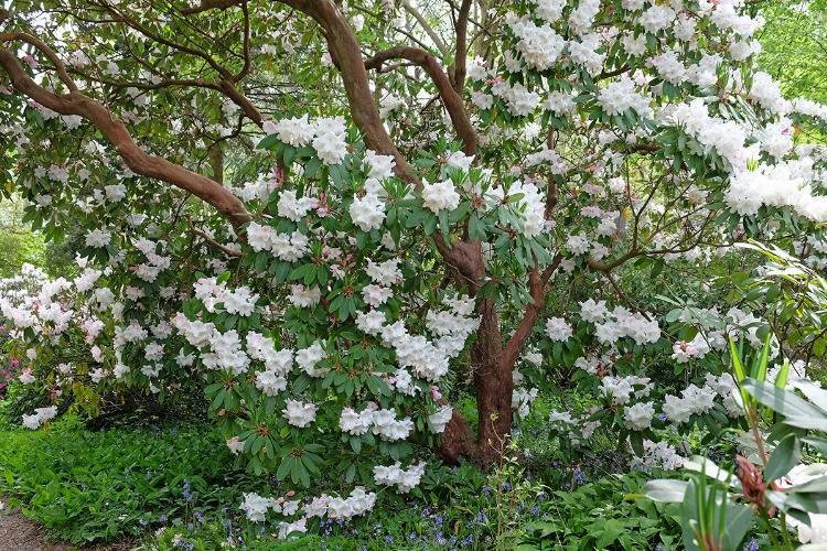 Rhododendron als Unterpflanzung eines Laubbaumes im Garten