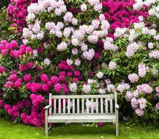 Rhododendron Hecke im Garten mit Sitzbank