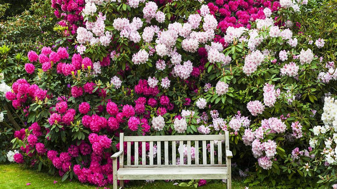 Rhododendron Hecke im Garten mit Sitzbank