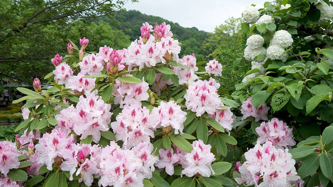 Rhododendron Sorte mit zart rosa Blüten