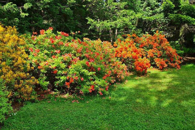 Rhododendronhecke vor hohen Bäumen als Rasenbegrenzung in rot orange