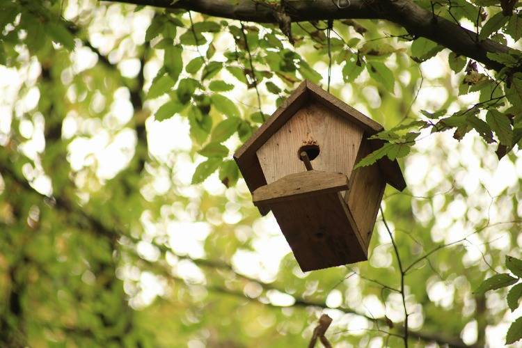 Vogelhaus sicher im Baum aufhängen Schutz vor Raubtieren wie Katzen