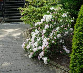 weiß blühender Rhododendron im Schattenbeet