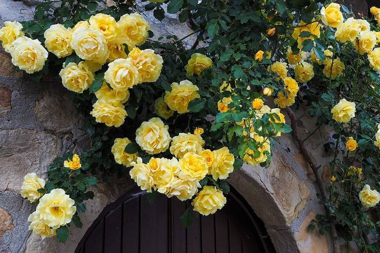 Englische Kletterrose über Torbogen gelbe gefüllte Blüten