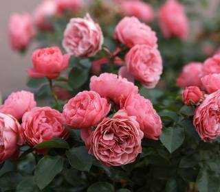 Englische Rose mit altrosa Blüten gefüllt